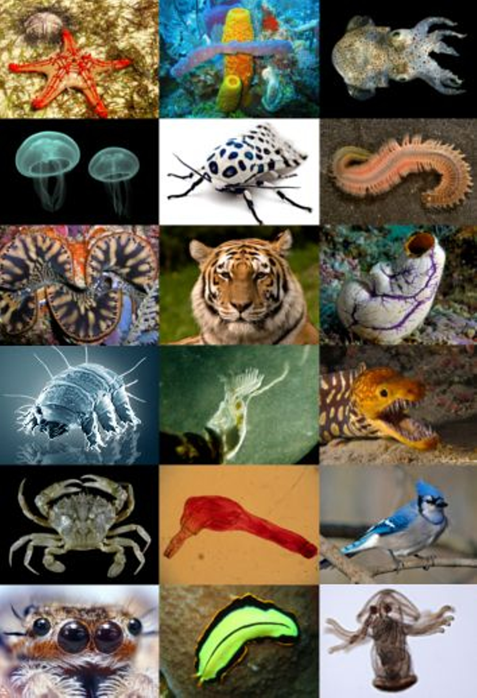 Animal diversity (1)