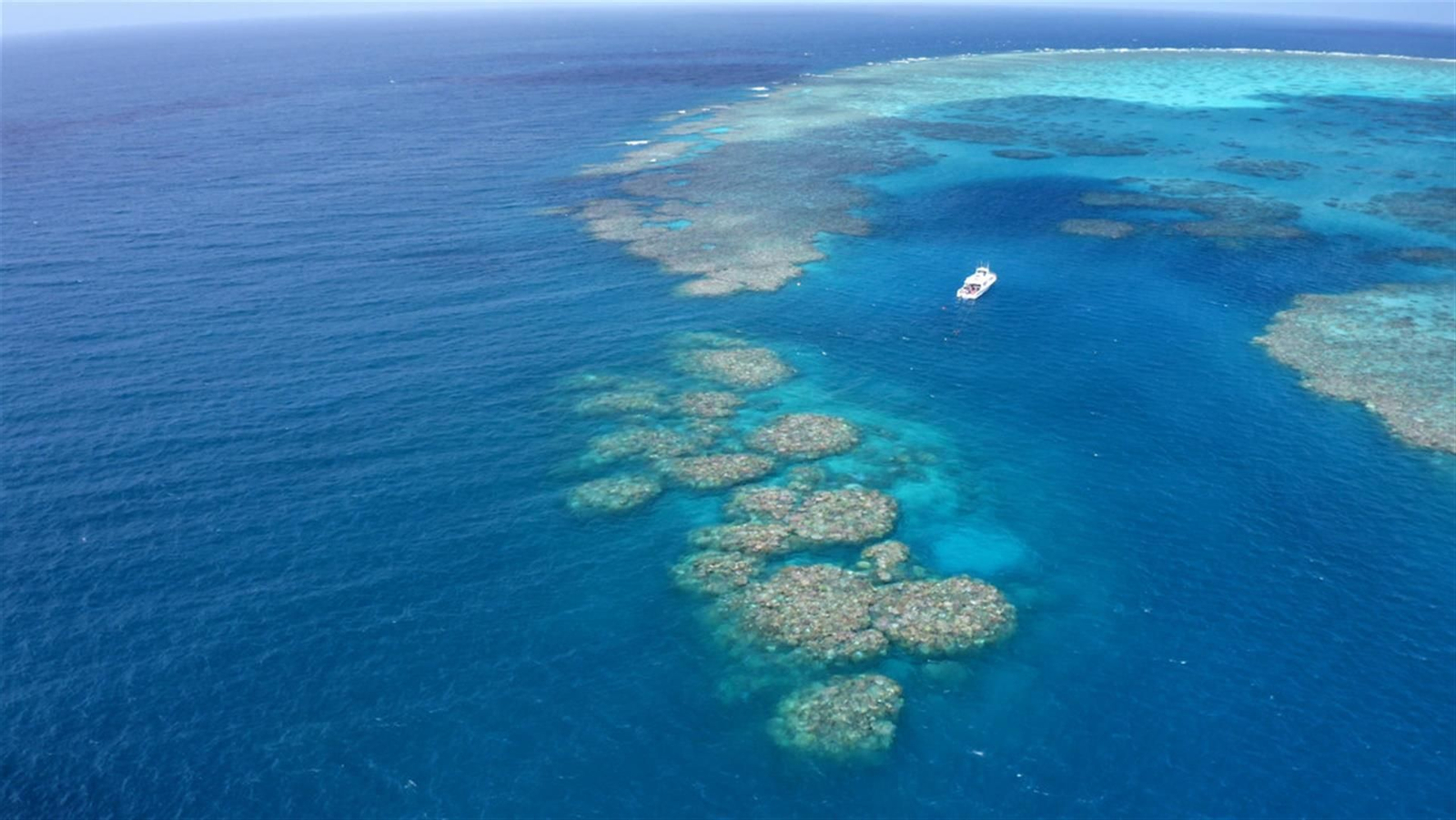 Australia confirma un blanqueo masivo en la Gran Barrera de Coral