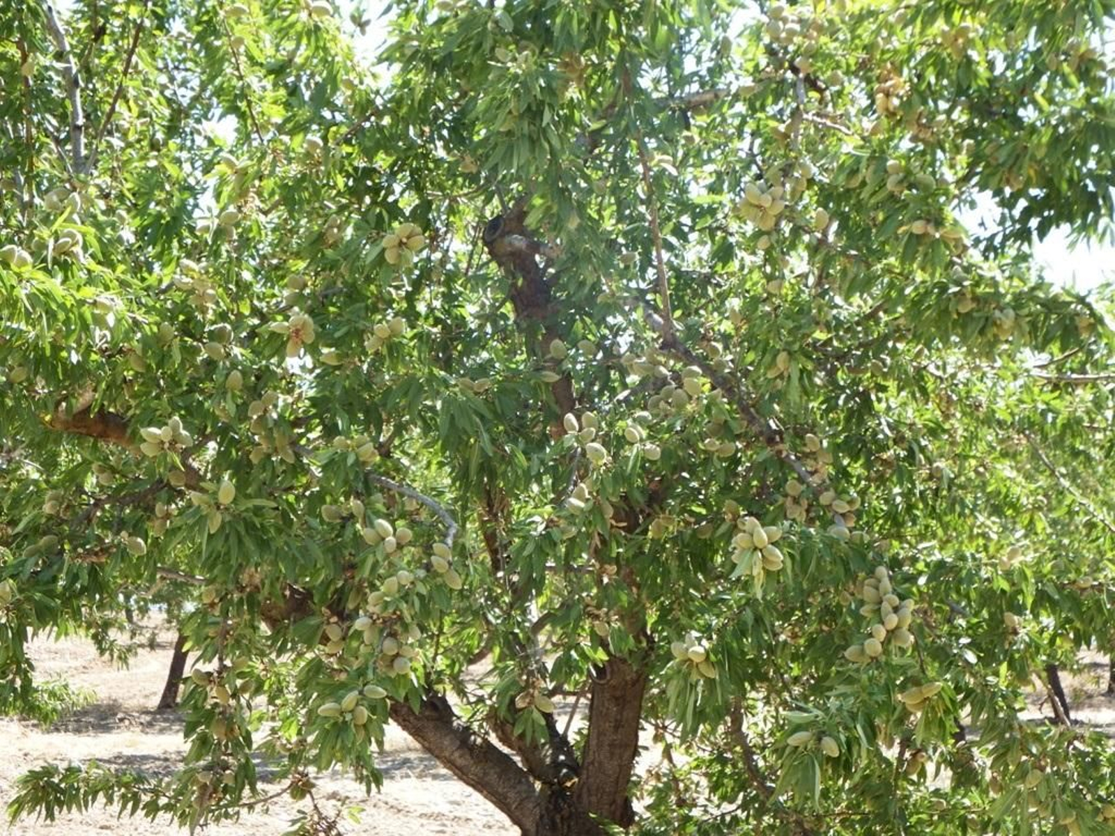 Archivo - Un almendro en el Almanzora