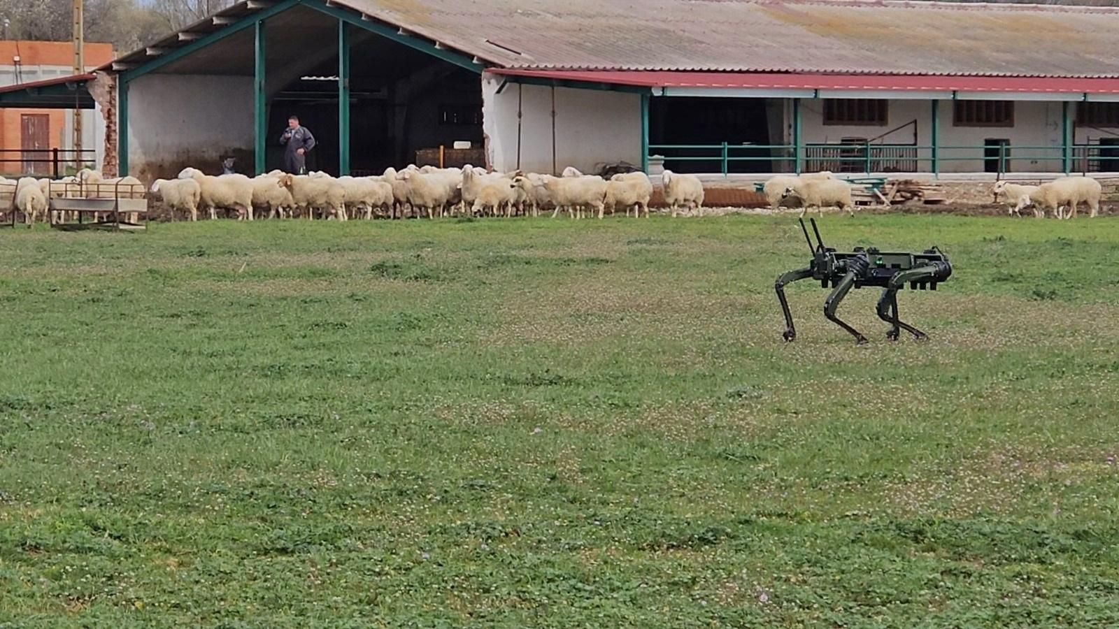 Robot 'cuadrúpedo' vigilando ovejas.
