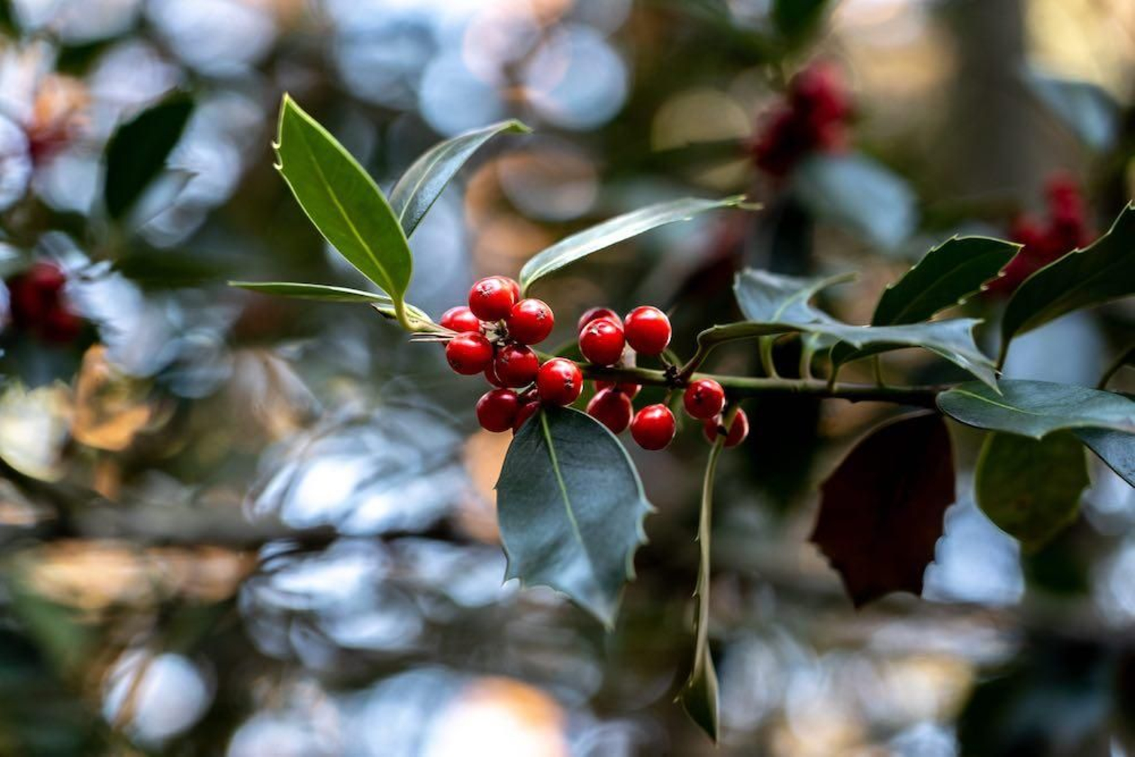 madrid puerto canencia abetos