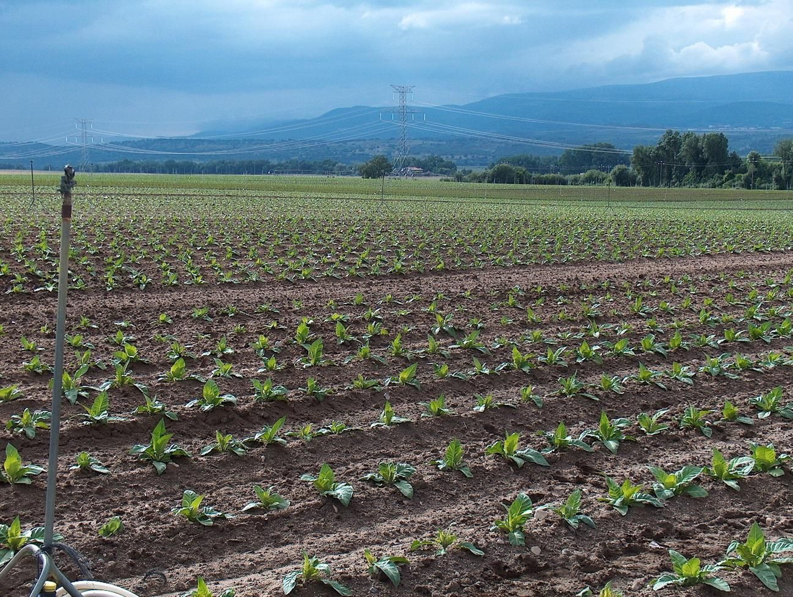 Plantación de tabaco