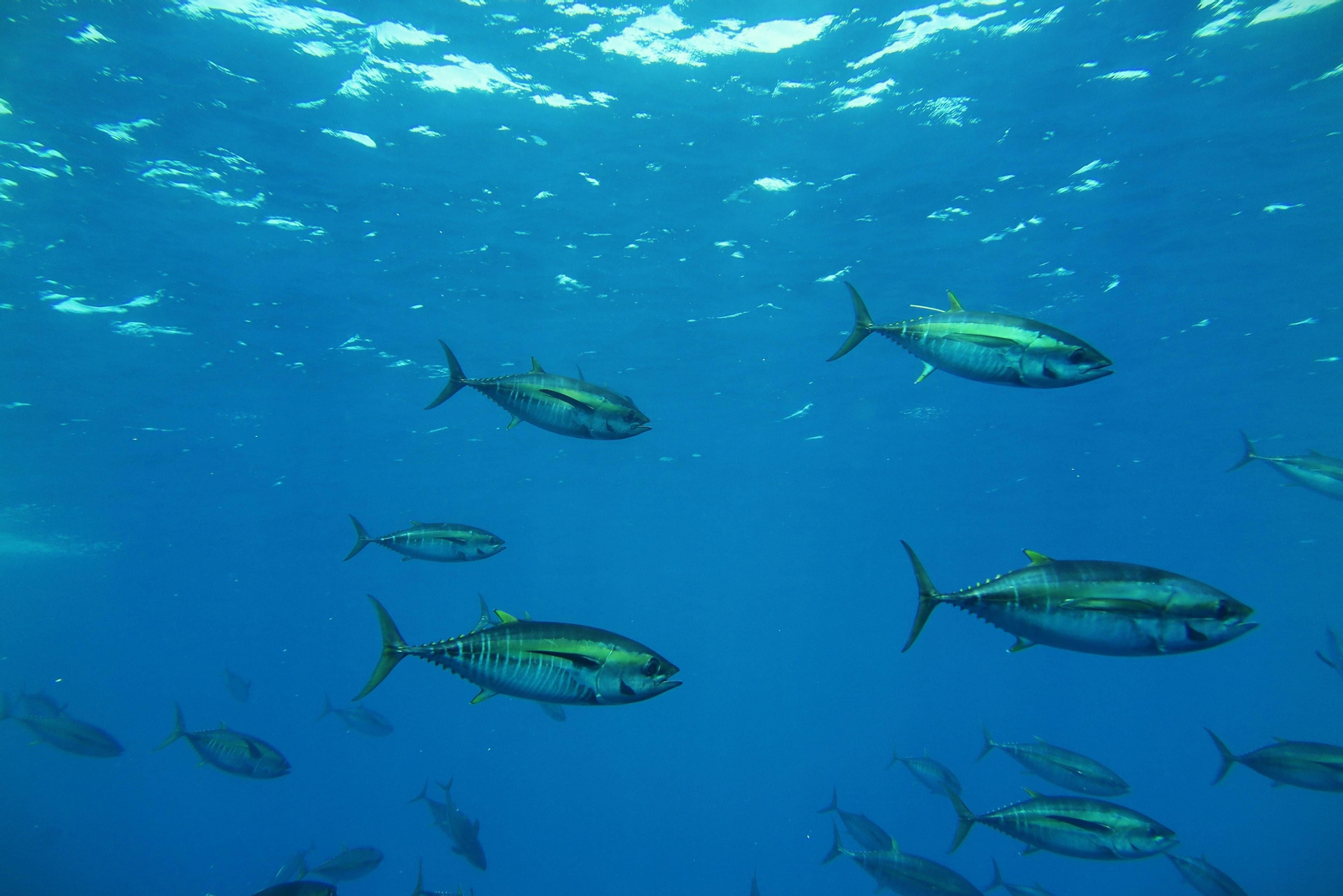 Archivo - Imagen del atún patudo marcado.
