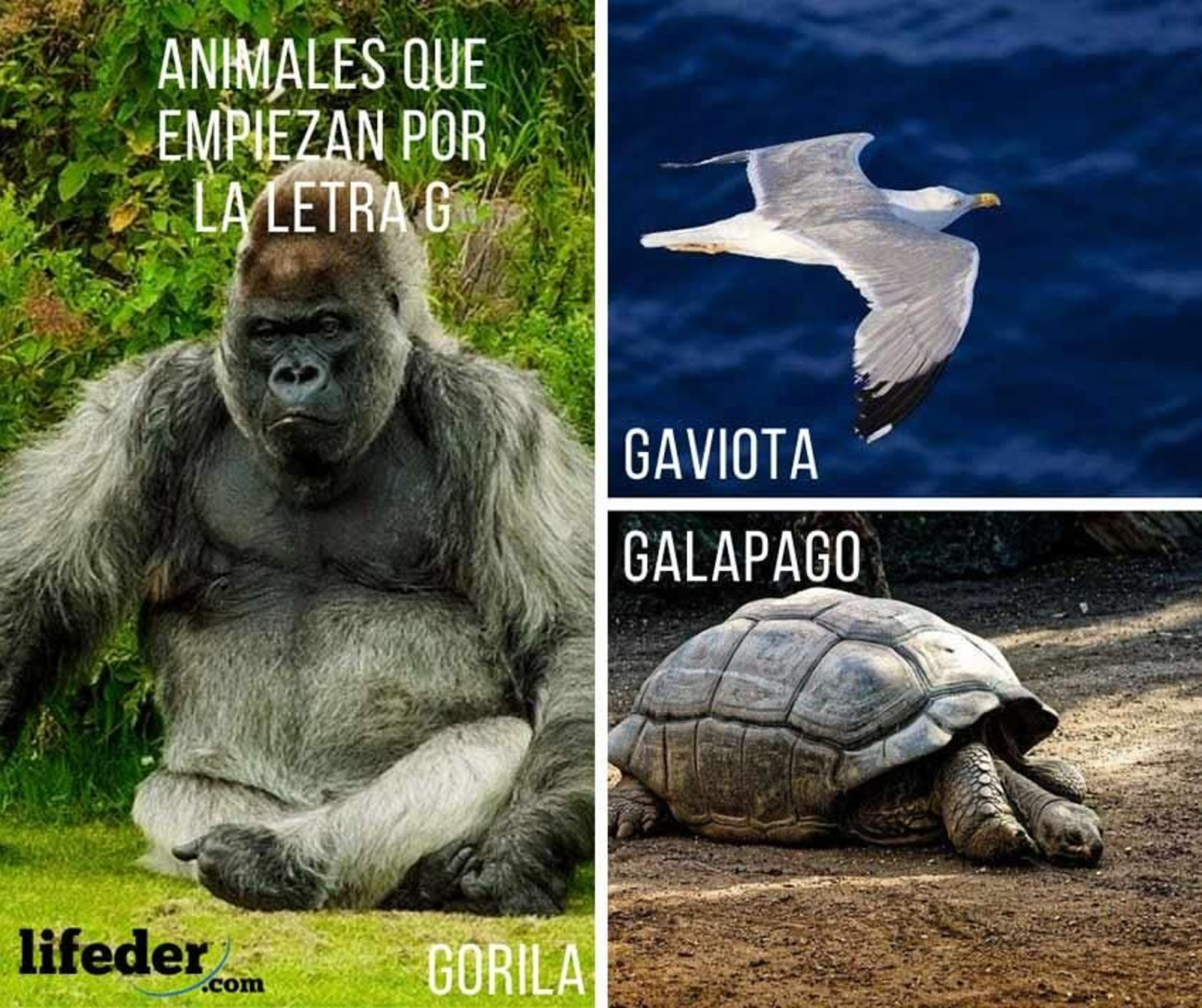 animales que empiezan por g